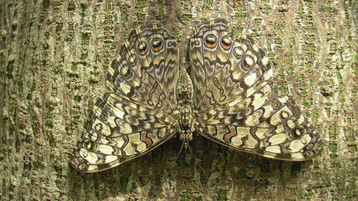 Stealth technology: How close are we to true invisibility? - Stealth technology: How close are we to true invisibility?